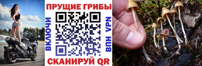 Купить закладки  Таруса  Галлюциногенные грибы Cubensis 